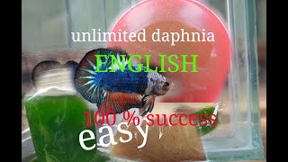 daphnia moina culture Easy way Unlimited production English  with sub Green water Chlorella [upl. by Uird]