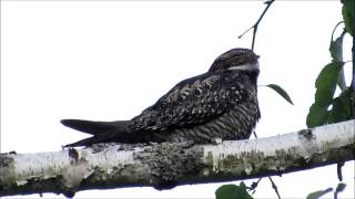 The Lovely Song of a Common Nighthawk at Dusk [upl. by Darryl]