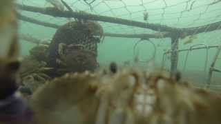 Oregon Coast Crabbing [upl. by Crowell]