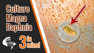 How to culture DAPHNIA MAGNA  The easy way [upl. by Hannie41]