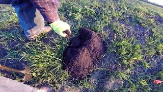 The best way to trap pocket gophers [upl. by Sivrat]