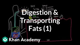 Digestion Mobilization and Transport of Fats  Part I [upl. by Tali814]