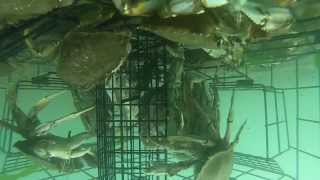 GoPro Underwater Crab Trap  Crab Net [upl. by Bred]