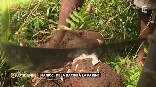 Manioc  de la racine à la farine [upl. by Enilauqcaj]