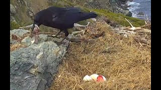 Ravens take all West End Eagles eggs Exploreorg 11 March 2021 [upl. by Jezreel]