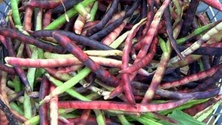 Pinkeye Purple Hull Peas Harvesting amp Easy Shelling Gadget [upl. by Marou]