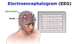 Research Methods of Biopsychology [upl. by Aiveneg158]