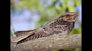 Nightjars [upl. by Hemingway487]