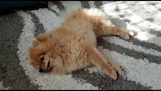 Синкопе обморок у собаки  Syncope Fainting in Dog [upl. by Alyse]