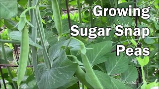 How To Grow Peas and What To Expect While They Are Growing [upl. by Carlstrom]