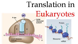 Protein translation in eukaryotes [upl. by Rosenfeld]