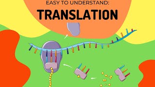 Protein Synthesis Translation [upl. by Fee488]