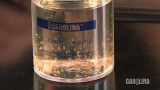 How to Care for Daphnia [upl. by Rotce]