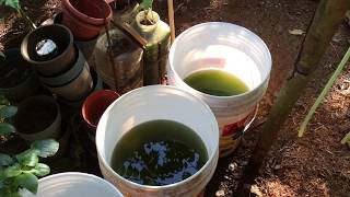 How to grow Green Water Algae [upl. by Herodias332]