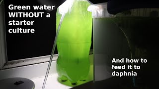 Green Water WITHOUT a Starter Culture  From Scratch  How To [upl. by Nnahgem513]