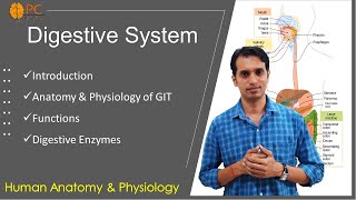 Digestive System Part 1 GIT Anatomy and Physiology and Digestive Enzymes [upl. by Wj]