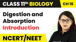 Digestion and Absorption  Introduction  Class 11 Biology [upl. by Alesiram]