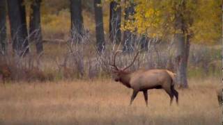 Elk bugles [upl. by Iosep]