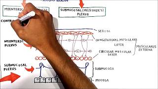 The enteric nervous system [upl. by Dewayne]