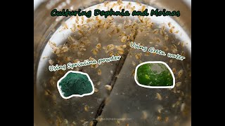 How To Culture Daphnia and Moinas using Green Water Spirulina powder [upl. by Gilbye]