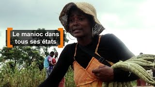 Cameroun  Le manioc dans tous ses états [upl. by Nicodemus607]