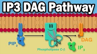 IP3 DAG Calcium Pathway [upl. by Aneleve]