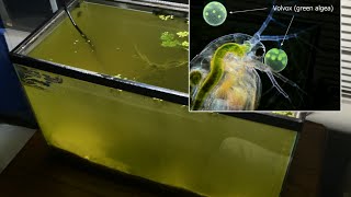 Raising Daphnia for the Freshwater Aquarium [upl. by Kere589]