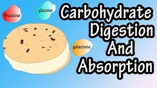 Carbohydrate Digestion And Absorption  Carbohydrate Metabolism [upl. by Ahsinaw]