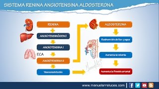 SISTEMA RENINA ANGIOTENSINA ALDOSTERONA  Morfofisiología [upl. by Black]