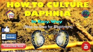 HOW TO CULTURE DAPHNIA In Easy Way [upl. by Domineca]