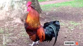 gallos cantan rooster crowing [upl. by Ynotna]